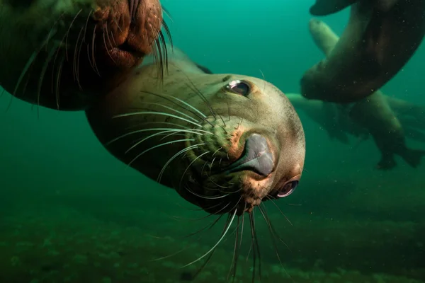 Group of Sea Lions swimming underwater