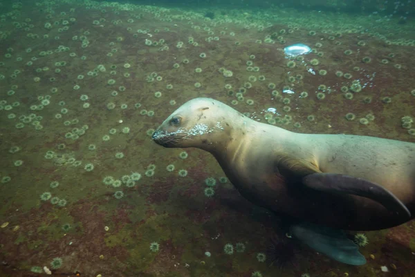 Sea Lion blowing bubbles