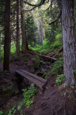 Ahşap yol ortasında güzel forrest. Resim Cape dalkavukluk, Neah Bay, Washington, ABD.