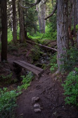 Ahşap yol ortasında güzel forrest. Resim Cape dalkavukluk, Neah Bay, Washington, ABD.