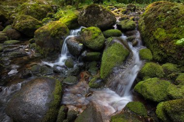 Güzel bir dağ nehir yeşil orman manzarası