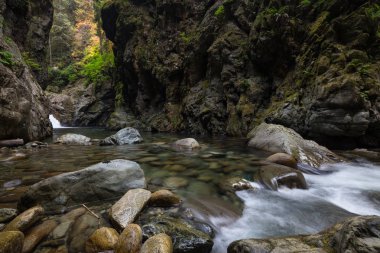 Ste taşlar arasında yaz ormanda çalıştıran akışı 