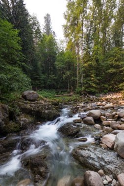 Ste taşlar arasında yaz ormanda çalıştıran akışı 
