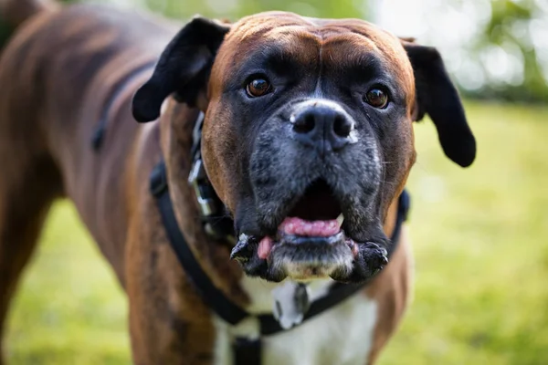 Porträt Eines Großen Boxerhundes Mit Lustigem Gesichtsausdruck — Stockfoto