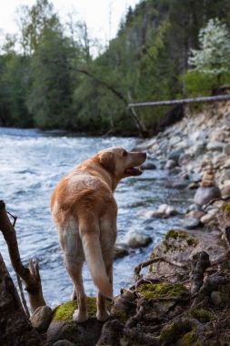 Golden Retriever Squamish, Bc, Kanada nehre sahne izliyor.