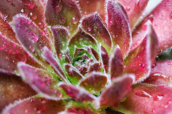 Makro Obrázek Dea Slepic Kuřat Během Jarní Čas — Stock fotografie