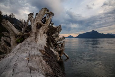 Howe ses bakan kıyısında ağaç gövdesi. Tüylü Creek, Vancouver, Bc, Kanada kuzeyindeki alınan.
