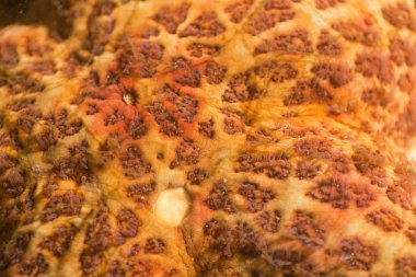 Makro resmi Pasifik Okyanusu'nda bir deniz yıldızı kadar kapatın.