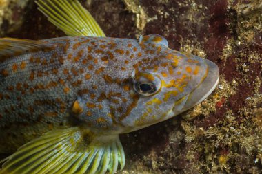 Pasifik Okyanusu renkli balık makro resmi sualtı yakından.