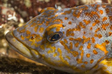 Pasifik Okyanusu renkli balık makro resmi sualtı yakından.