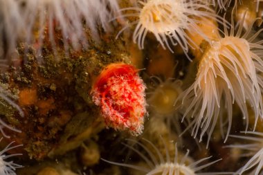 Makro resmi bir Anemone Pacific Northwest Okyanusu. Resim Whytecliff Park, British Columbia, Kanada.