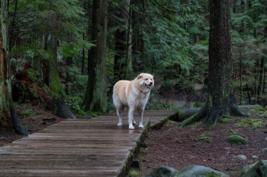 Ormanda bir iz üzerinde güzel köpek. Resim Lynn Valley, North Vancouver, British Columbia, Kanada.