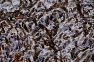 Makro yakın çekim resim akan suyun içinde forrest.