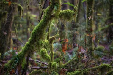  bahar süre boyunca forrest ağaçlarda