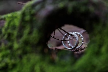 Her bir ağaç delik içinde bakıldığında Gümüş Alyanslar.