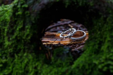 Her bir ağaç delik içinde bakıldığında Gümüş Alyanslar.