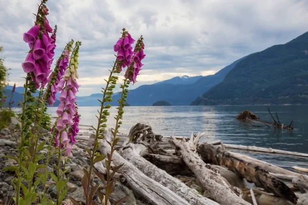 Hermosas Flores Púrpuras Orilla Del Howe Sound Norte Vancouver Columbia — Foto de Stock