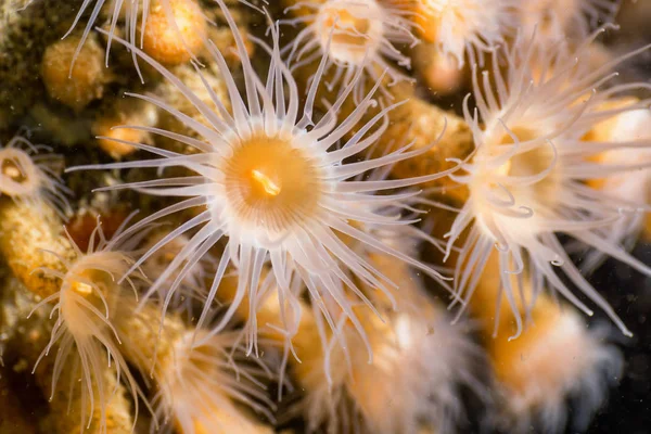 Underwater Sea Life Close Weergave — Stockfoto