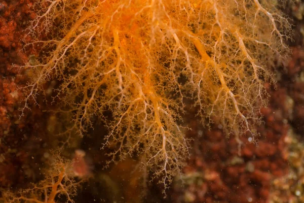 Zavřete Makro Obrázek Mořský Život Pod Vodou Tichém Oceánu — Stock fotografie
