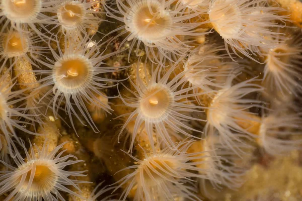 Makro Snímek Anemone Severozápadním Pacifiku Vyfoceno Whytecliff Park Britská Kolumbie — Stock fotografie