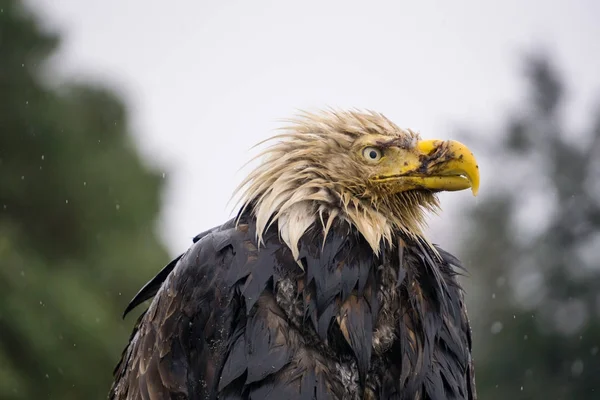 Águila grande y vieja —  Fotos de Stock