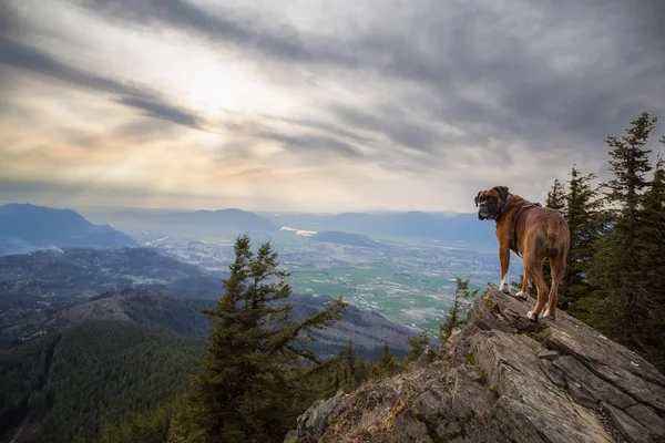 Velký Pes Boxer Stojící Skalnatém Vrcholu Snímek Pořízen Elk Mountain — Stock fotografie