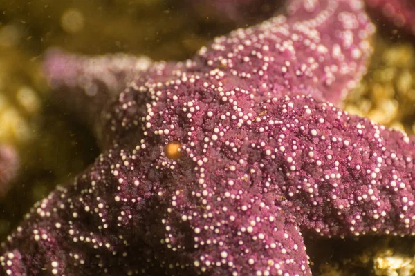 Fechar Imagem Macro Uma Estrela Mar Oceano Pacífico — Fotografia de Stock