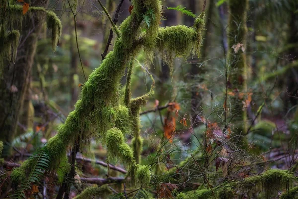 Árboles en el bosque durante la primavera —  Fotos de Stock