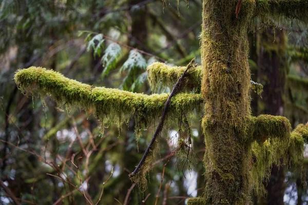 Árvores na forrest durante a primavera — Fotografia de Stock