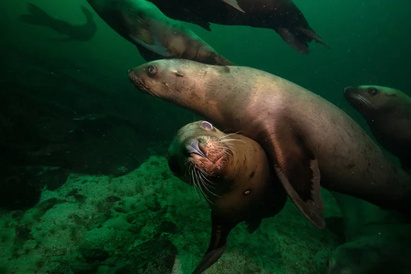 A herd of Sea Lions are swimming on the rocky bottom of Pacific Ocean. Picture taken in Hornby Island, British Columbia, Canada.