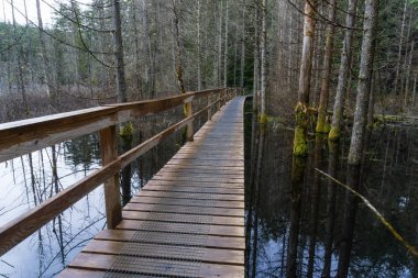 Bir bataklık göl ağaçlarının tam karşısında bir yürüyüş iz ahşap yolda. Kaçakçı koyu deniz Provincial Park, Halfmoon Bay, Sunshine Coast, Bc, Kanada içinde alınan.