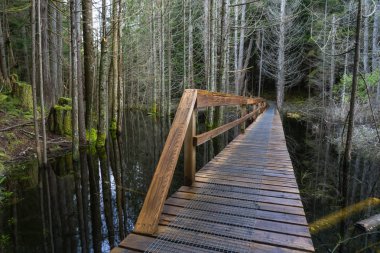Bir bataklık göl ağaçlarının tam karşısında bir yürüyüş iz ahşap yolda. Kaçakçı koyu deniz Provincial Park, Halfmoon Bay, Sunshine Coast, Bc, Kanada içinde alınan.