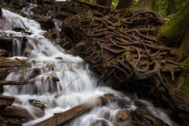 Beautiful river flowing around the rocks and tree roots. Taken in Bridal Veil Falls Provincial Park, British Columbia, Canada. clipart