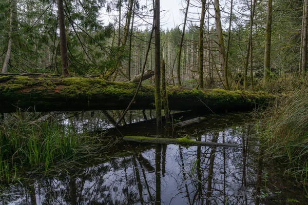 Swamp Jezioro Pełne Drzew Gałęzi Podjęte Smuggler Cove Marine Provincial — Zdjęcie stockowe