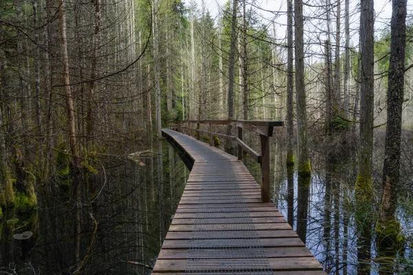 Drewniana Ścieżka Szlak Turystyczny Jezioro Bagna Pełne Drzew Podjęte Smuggler — Zdjęcie stockowe