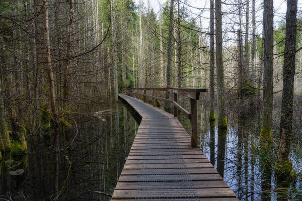 Wooden path on a hiking trail across a swamp lake full of trees. Taken in Smuggler Cove Marine Provincial Park, Halfmoon Bay, Sunshine Coast, BC, Canada.