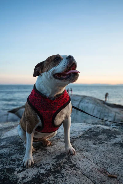 Niedlich Und Liebenswert Kleine Bulldogge Sitzt Felsigen Ufer Leuchtturm Park — Stockfoto