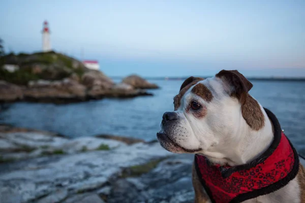 Niedlich Und Liebenswert Kleine Bulldogge Sitzt Felsigen Ufer Leuchtturm Park — Stockfoto