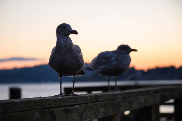 Gaviota en un muelle durante una vibrante puesta de sol — Foto de Stock