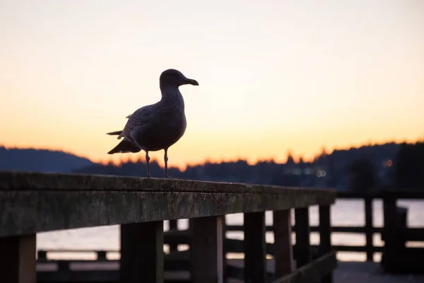 Чайка на набережній під час жвавого захід сонця — стокове фото