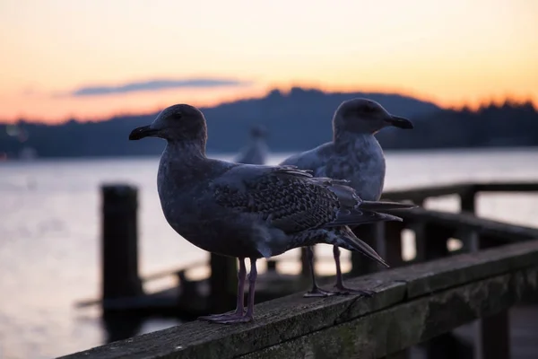 Seagull at a quay during a vibrant sunset — Stock Photo, Image