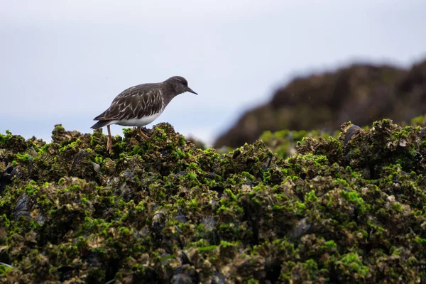 Wildlife in Port Hardy — Stock Photo, Image