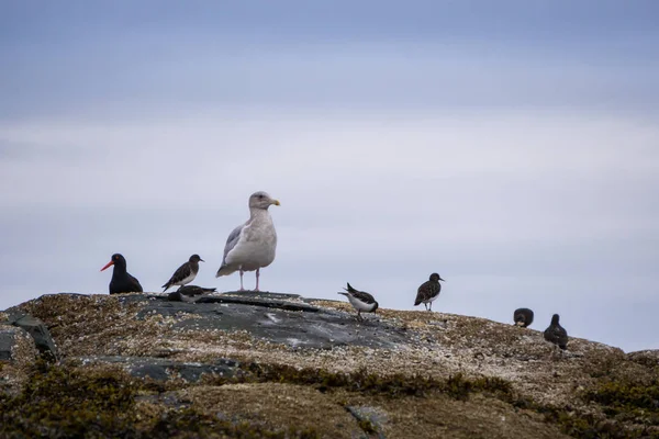 Wildlife in Port Hardy — Stock Photo, Image