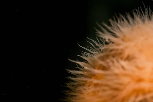 Macro Foto Van Oranje Plumose Anemone Het Noordwesten Van Grote — Stockfoto