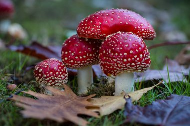 Amanita muscaria mushrooms clipart