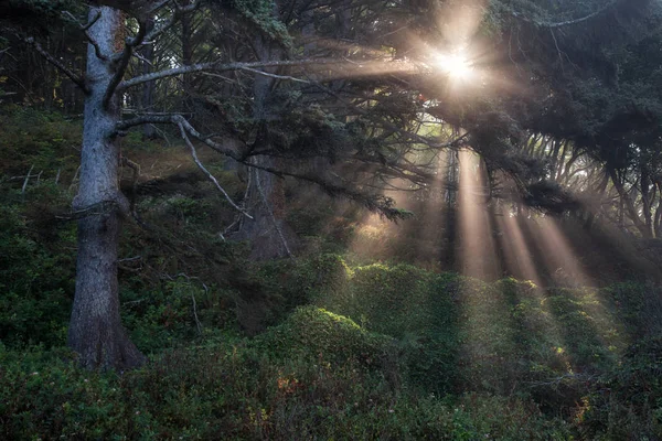 Beautiful Natural Landscape View Sunlight Passing Thru Forest Trees Creating — Stock Photo, Image