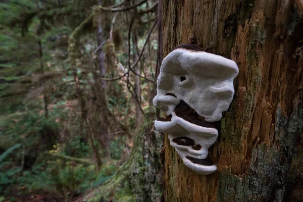 Champignon sur un arbre — Photo