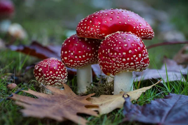 Cogumelos Amanita Muscaria — Fotografia de Stock