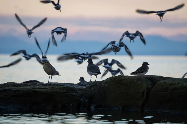 Birds at Port Hardy — Stock Photo, Image