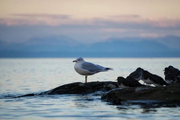 Oiseaux à Port Hardy — Photo